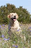 GOLDEN RETRIEVER 147